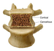 Cortical bone: φλοιώδες οστούν – Cancellous bone: σπογγώδες οστούν osto